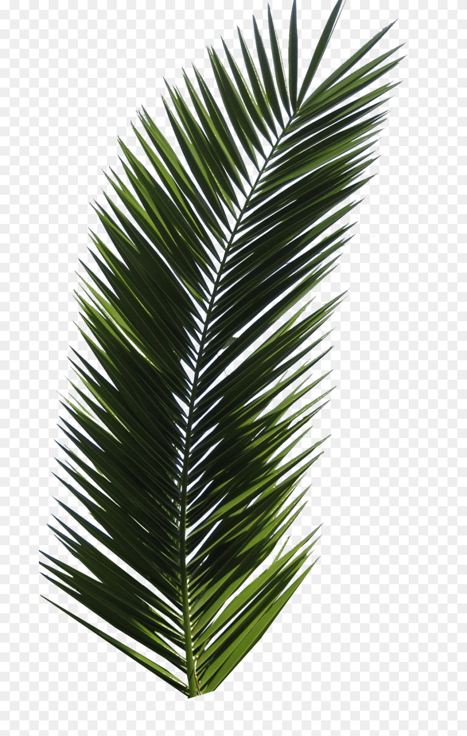 Palm Tree, Leaf, Palm Tree, Plant Free Png Download