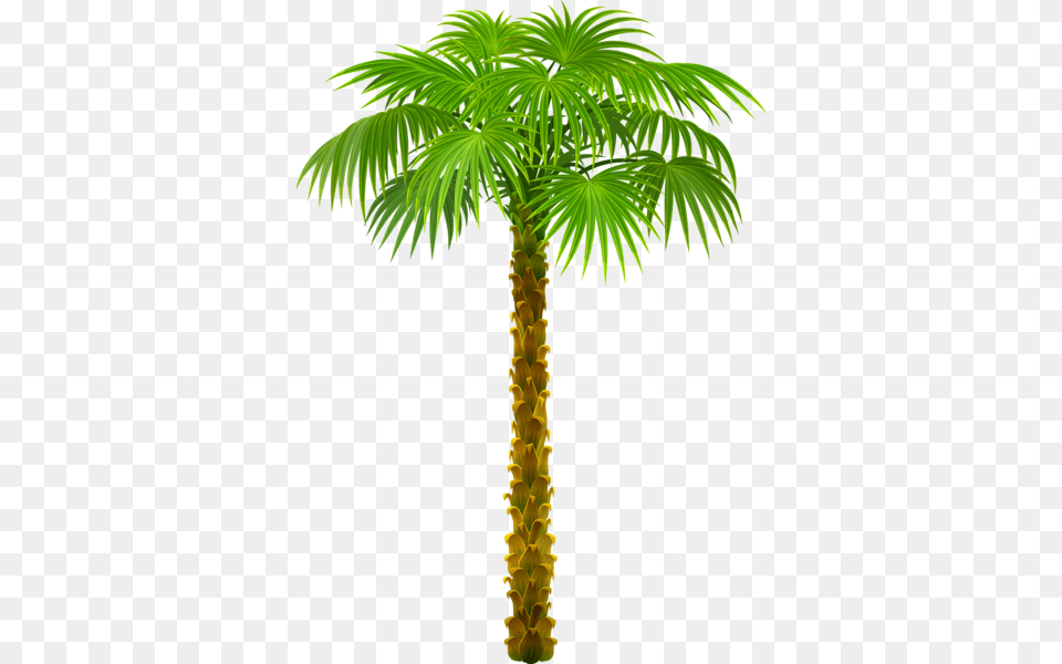 Palm Tree, Leaf, Palm Tree, Plant Free Png
