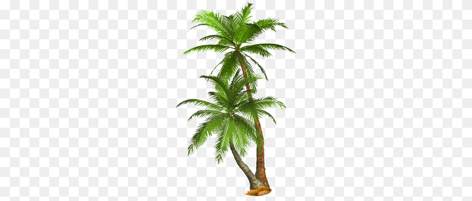 Palm Tree, Leaf, Palm Tree, Plant Free Png Download