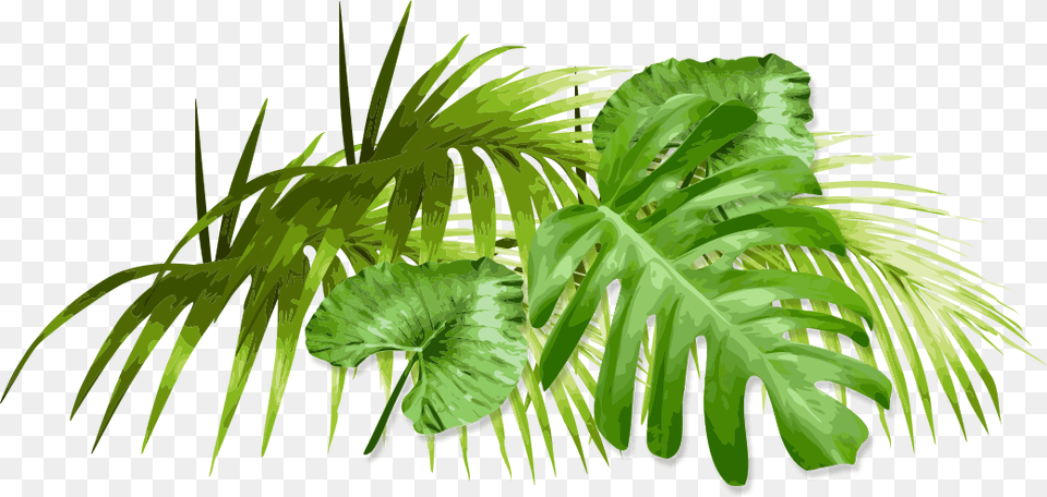 Palm Tree, Fern, Leaf, Plant, Vegetation Free Transparent Png