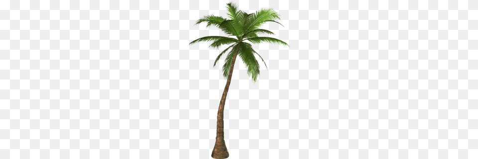 Palm Tree, Palm Tree, Plant Png Image