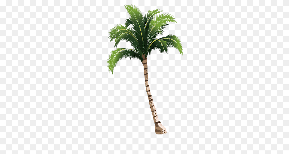 Palm Tree, Palm Tree, Plant Png