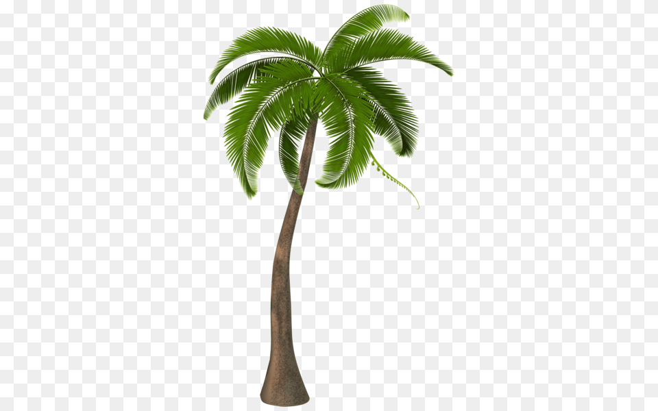 Palm Tree, Leaf, Palm Tree, Plant Free Png Download