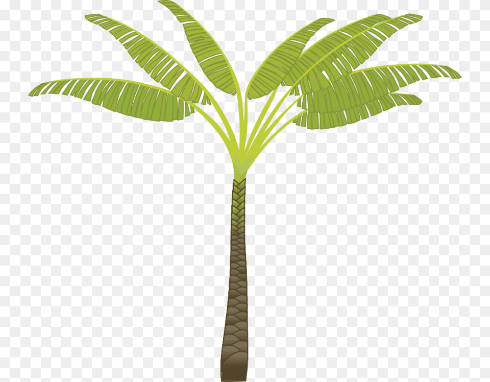 Palm Tree, Leaf, Palm Tree, Plant Png