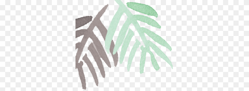 Palm Tree, Leaf, Plant, Flower, Mimosa Free Png