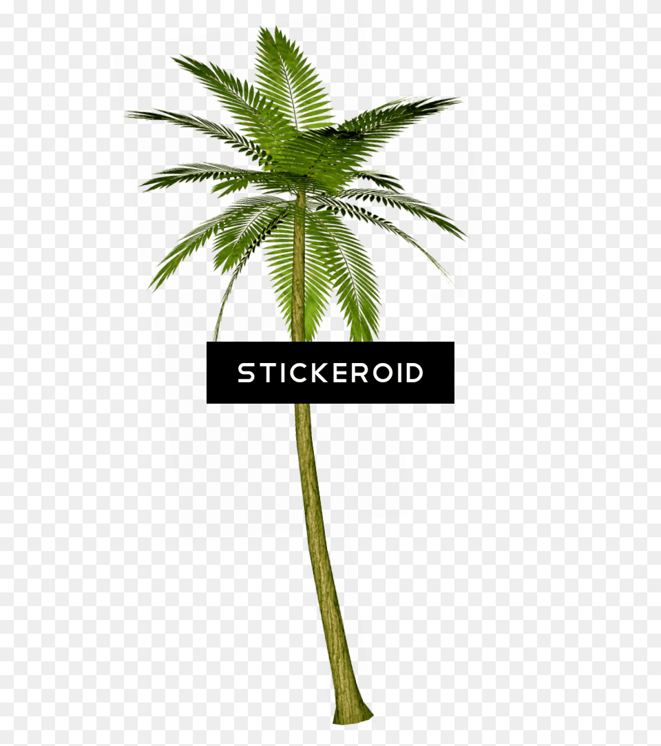 Palm Tree, Palm Tree, Plant, Leaf, Fern Free Png