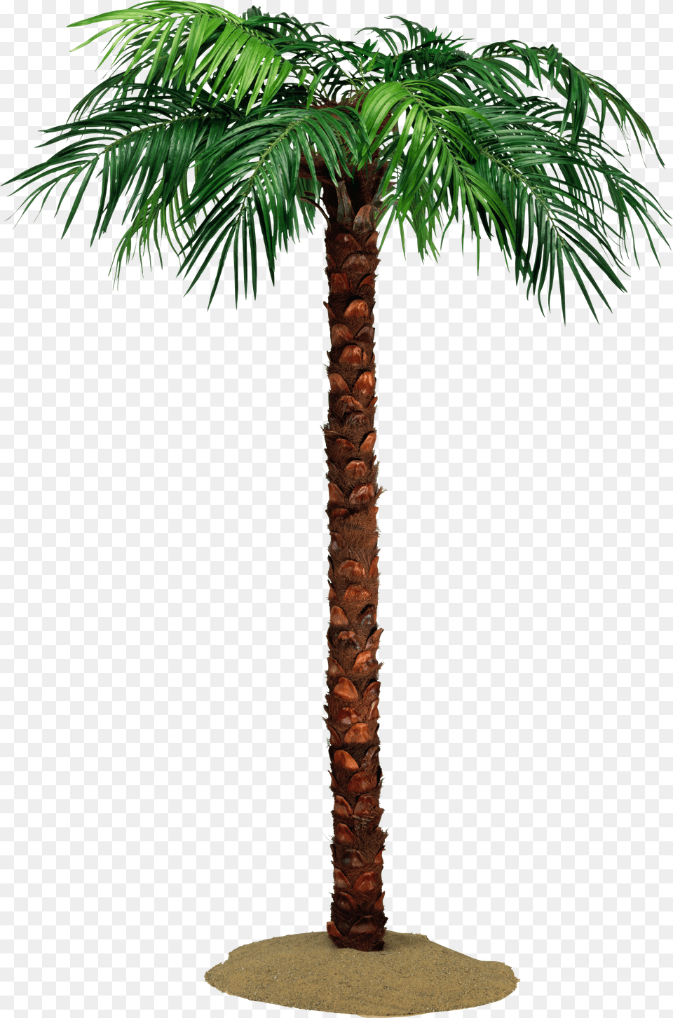 Palm Tree, Palm Tree, Plant Png Image