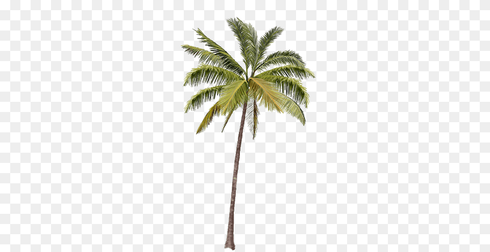 Palm Tree, Palm Tree, Plant, Food, Fruit Png
