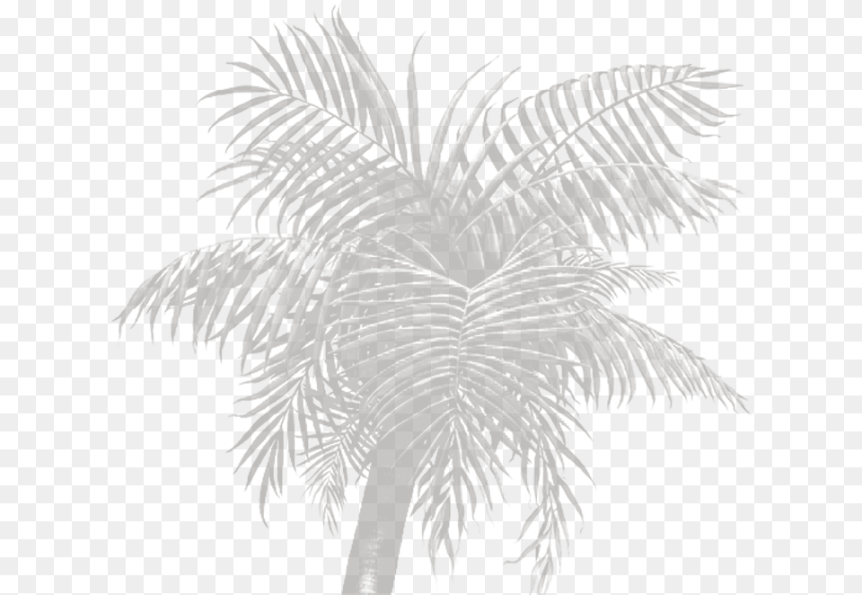 Palm Tree, Palm Tree, Plant, Fern, Art Free Png Download
