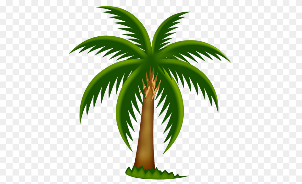 Palm Tree, Palm Tree, Plant, Vegetation Png