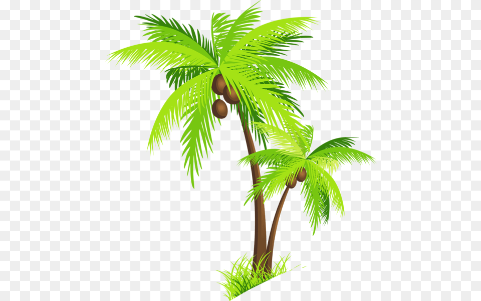 Palm Tree, Palm Tree, Plant, Food, Fruit Png