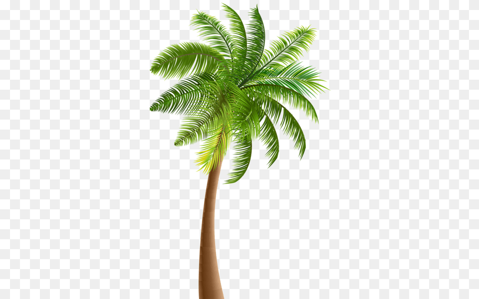 Palm Tree, Palm Tree, Plant Free Transparent Png