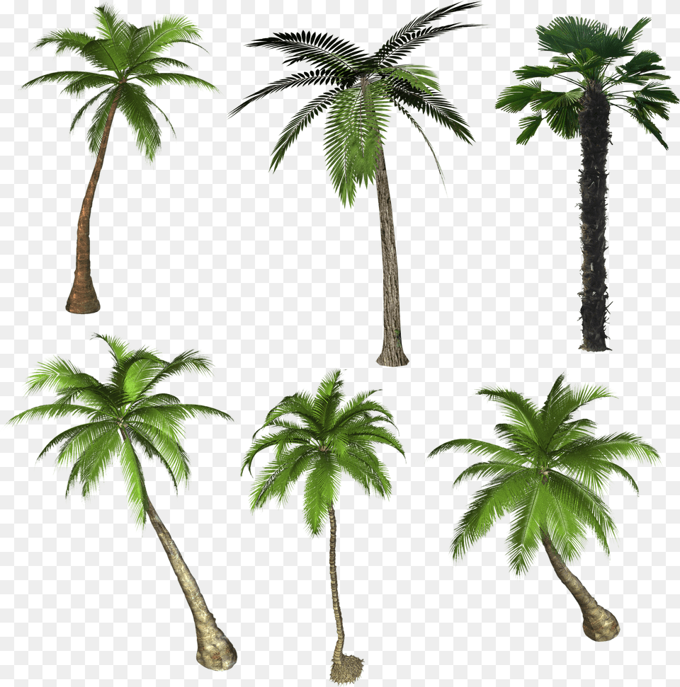 Palm Tree Free Png Download