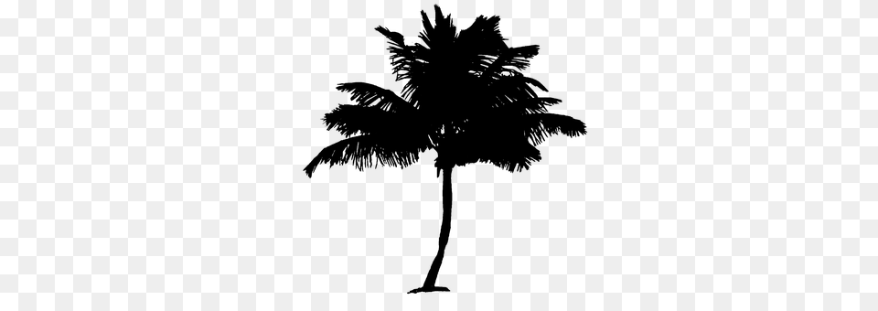 Palm Tree Gray Free Png