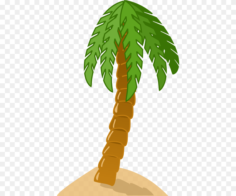 Palm Tree, Palm Tree, Plant, Person Free Png Download