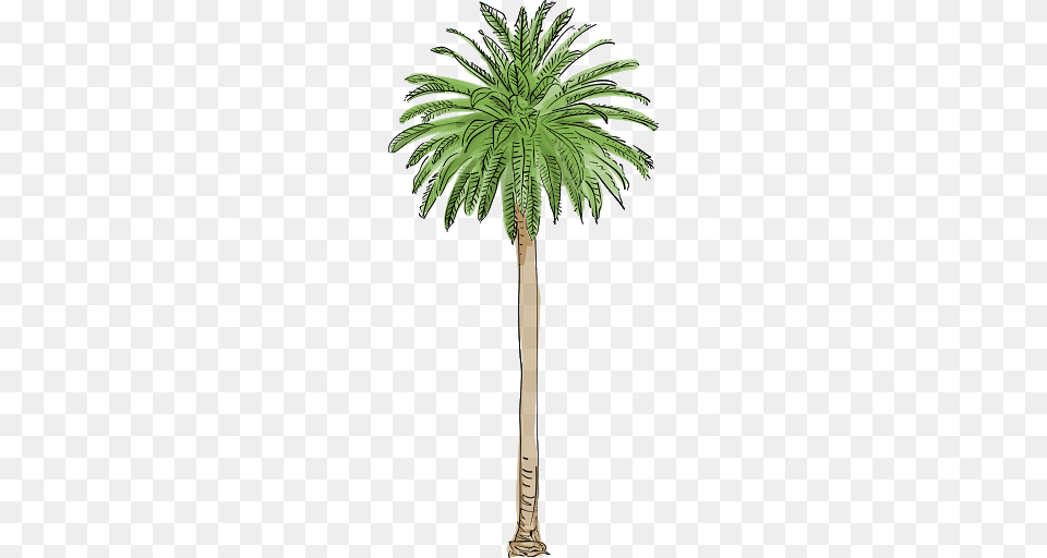 Palm Tree, Palm Tree, Plant Free Transparent Png