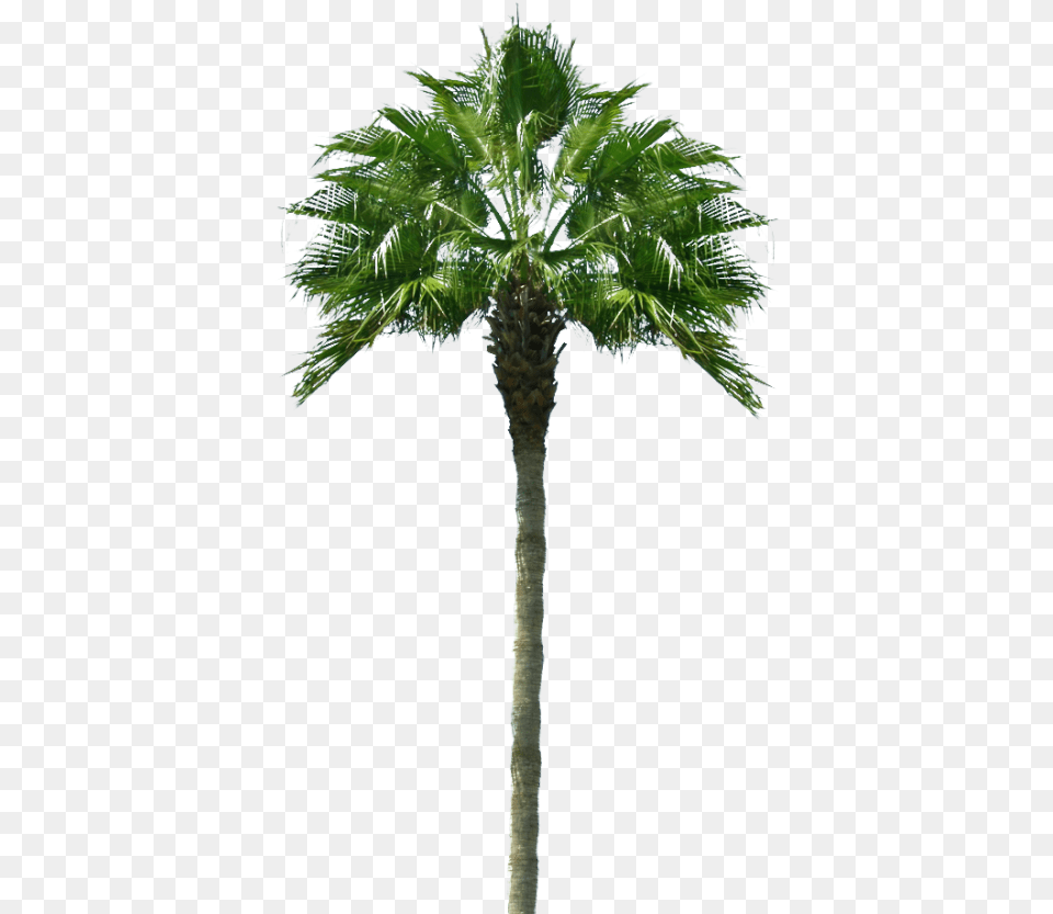 Palm Tree, Palm Tree, Plant Free Png