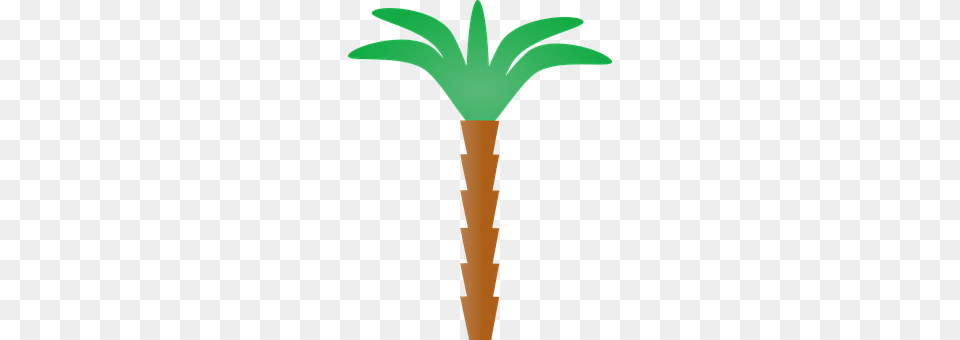 Palm Tree Palm Tree, Plant, Person Free Png