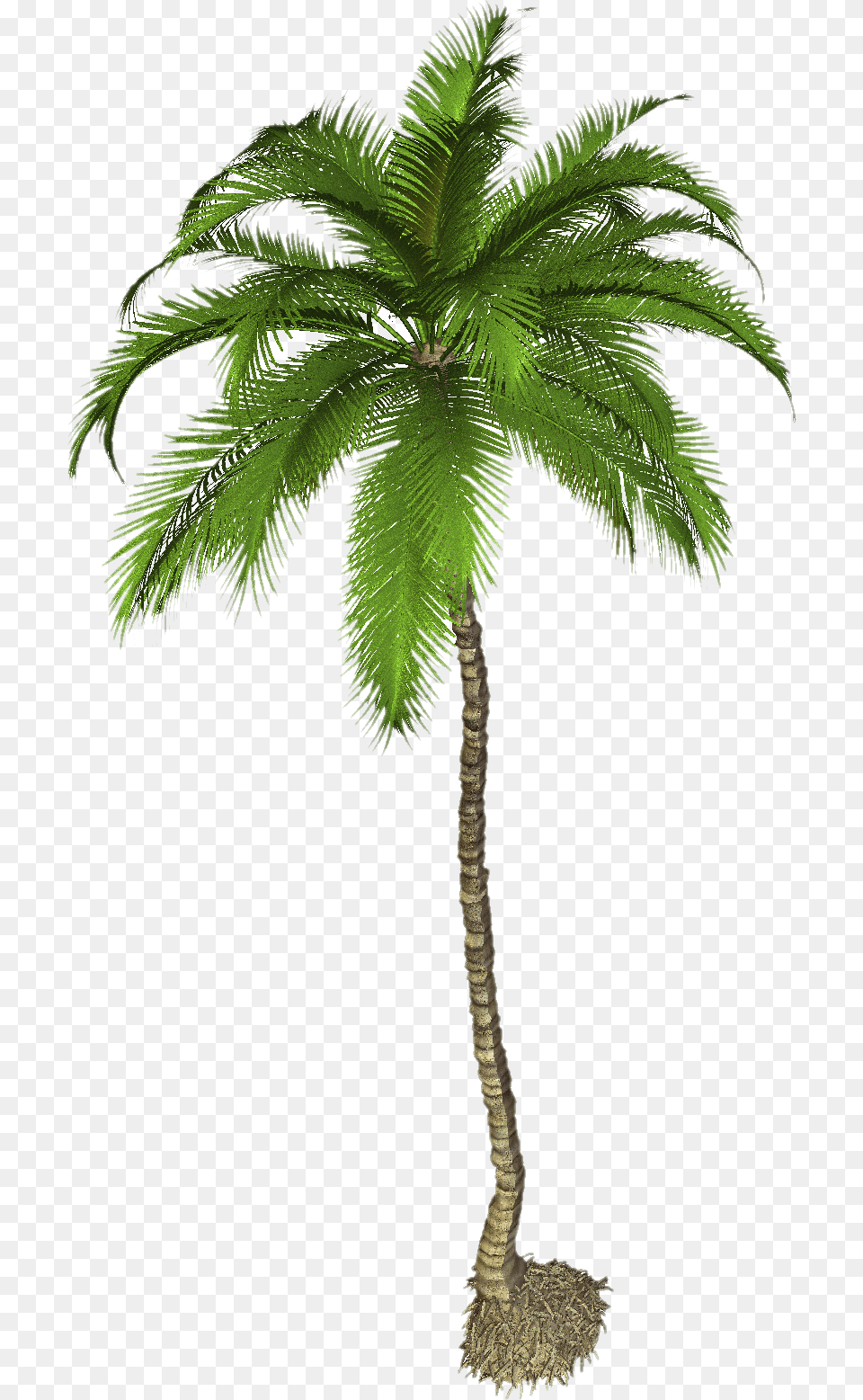 Palm Tree, Palm Tree, Plant, Leaf Free Transparent Png