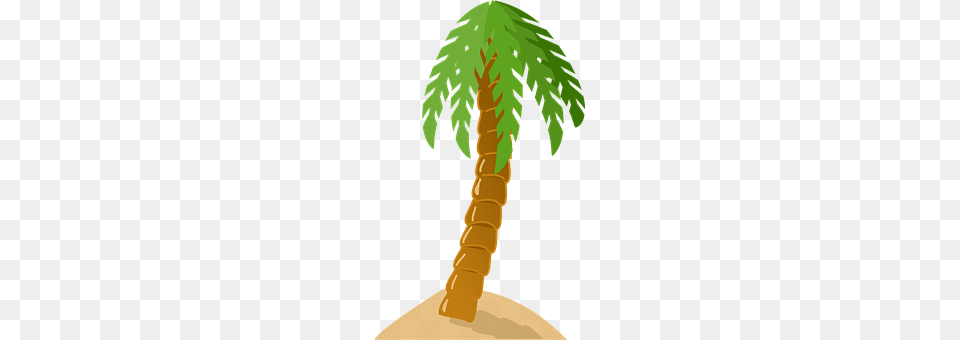 Palm Tree Palm Tree, Plant, Person Png Image