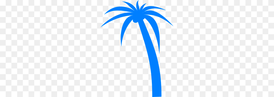 Palm Tree Palm Tree, Plant Png Image