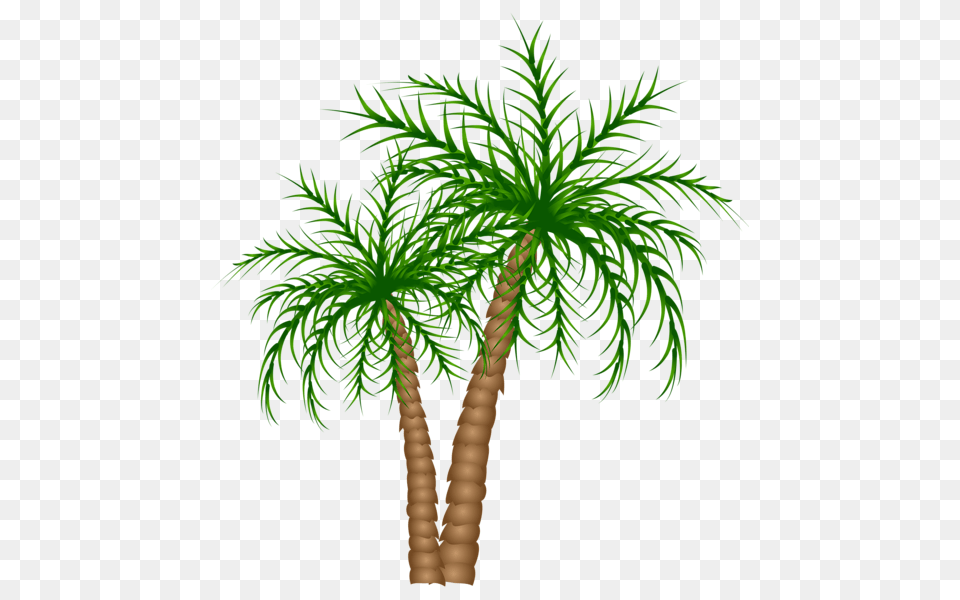 Palm Tree, Palm Tree, Plant Free Transparent Png