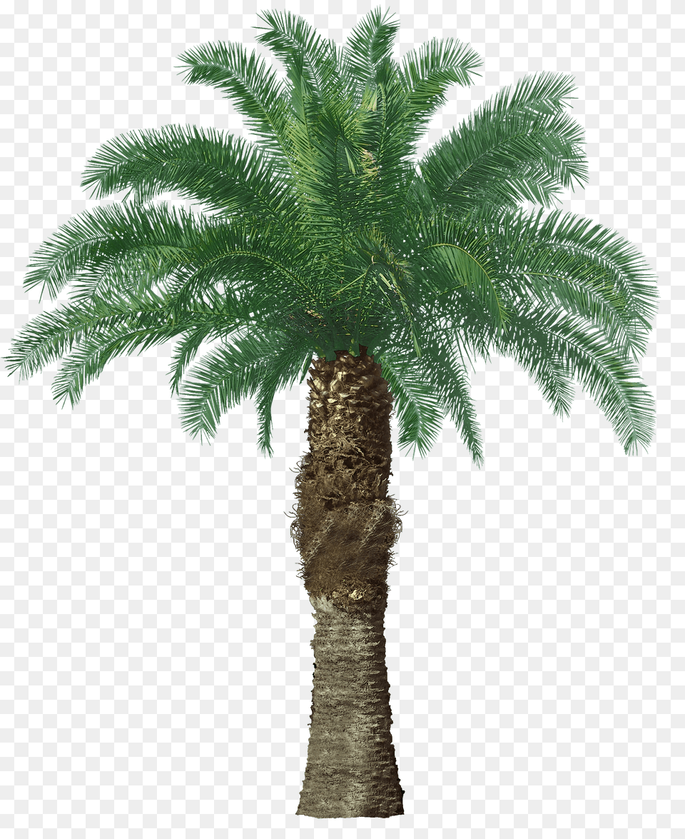 Palm Tree, Palm Tree, Plant Free Png