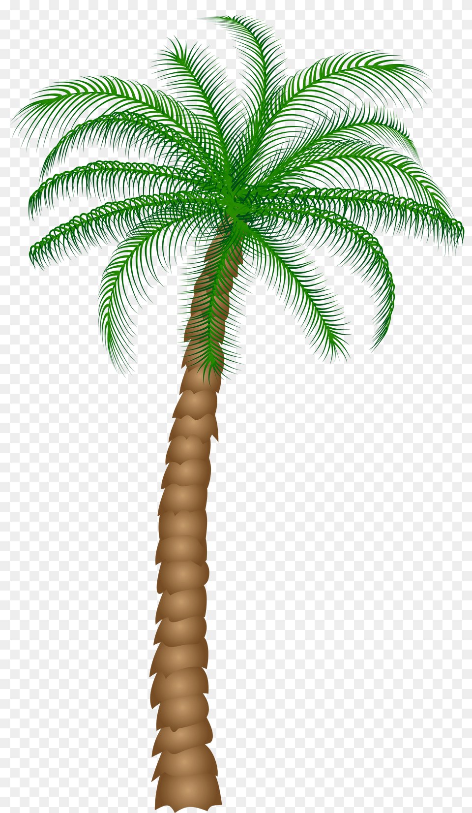 Palm Tree, Palm Tree, Plant, Cross, Symbol Png