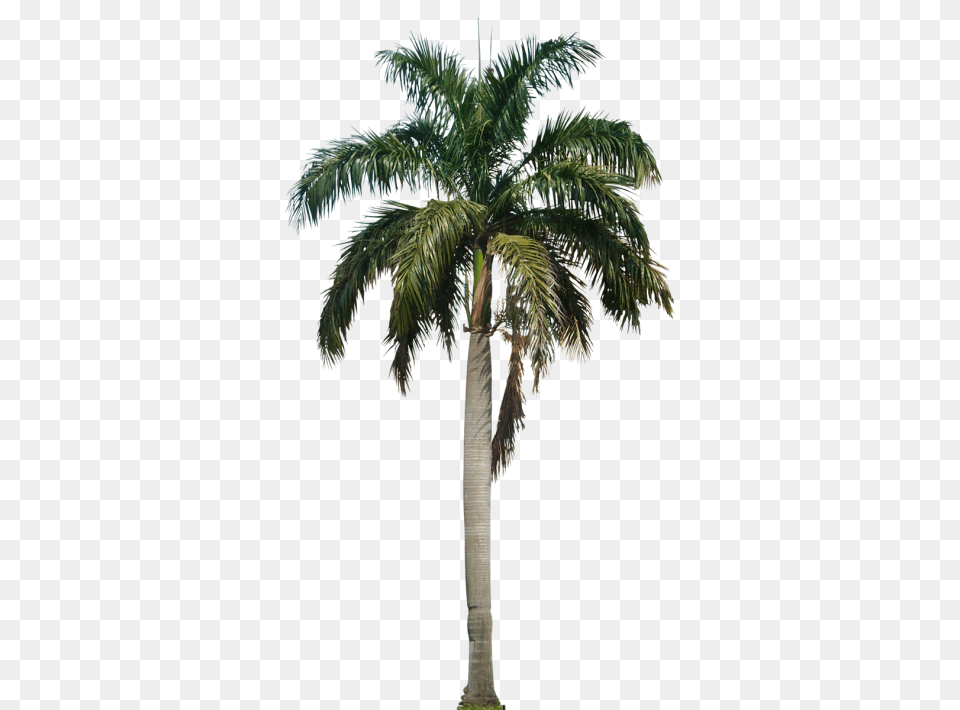 Palm Tree, Palm Tree, Plant Free Png