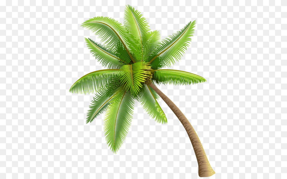 Palm Tree, Palm Tree, Plant, Leaf Png Image