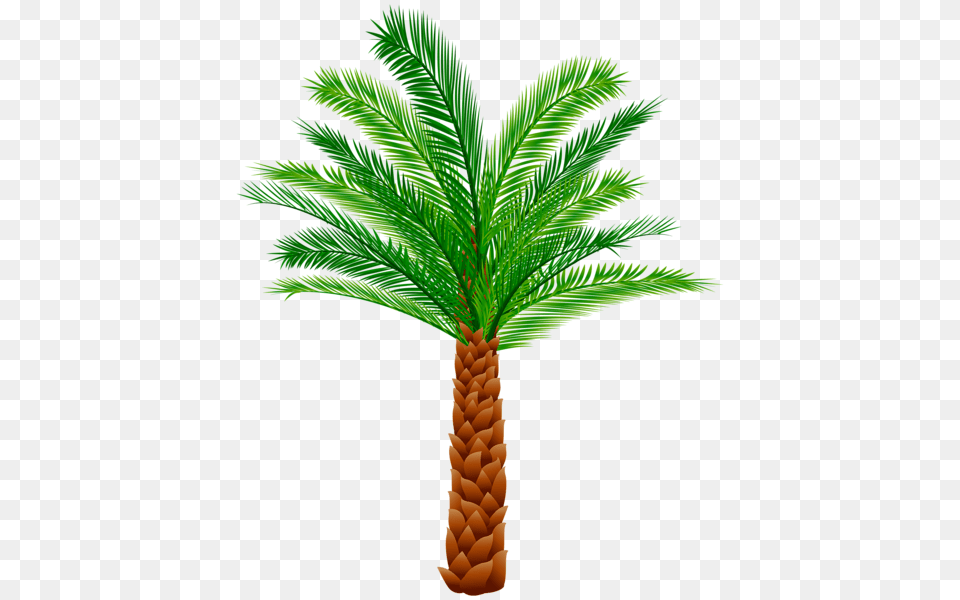 Palm Tree, Palm Tree, Plant Png