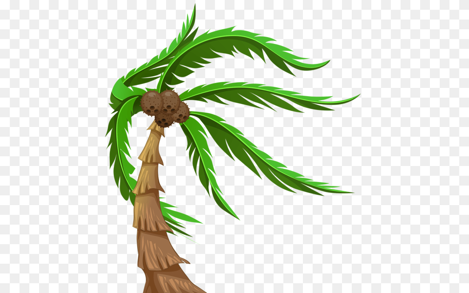 Palm Tree, Palm Tree, Plant Png