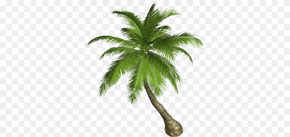 Palm Tree, Palm Tree, Plant, Leaf Free Png