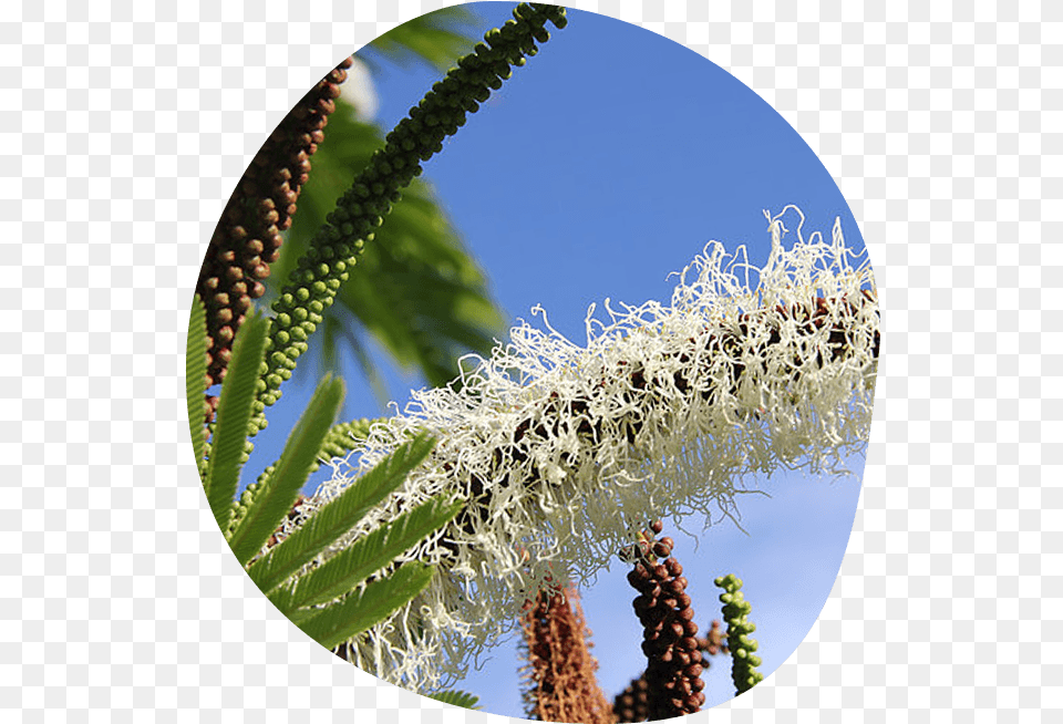 Palm Tree, Photography, Plant, Pollen, Flower Png