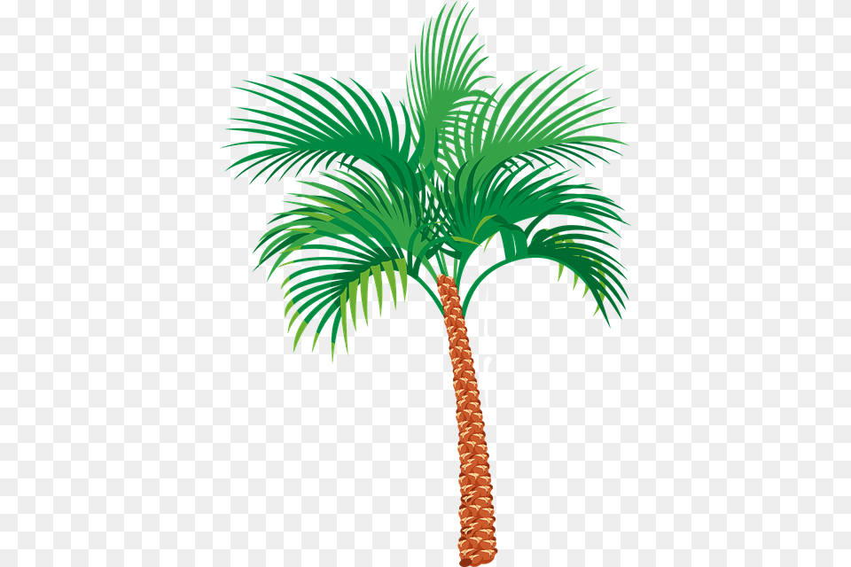 Palm Tree, Palm Tree, Plant Free Png