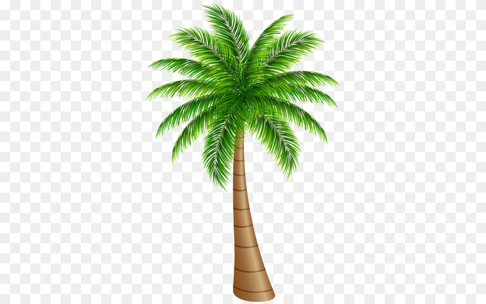 Palm Tree, Palm Tree, Plant Png Image