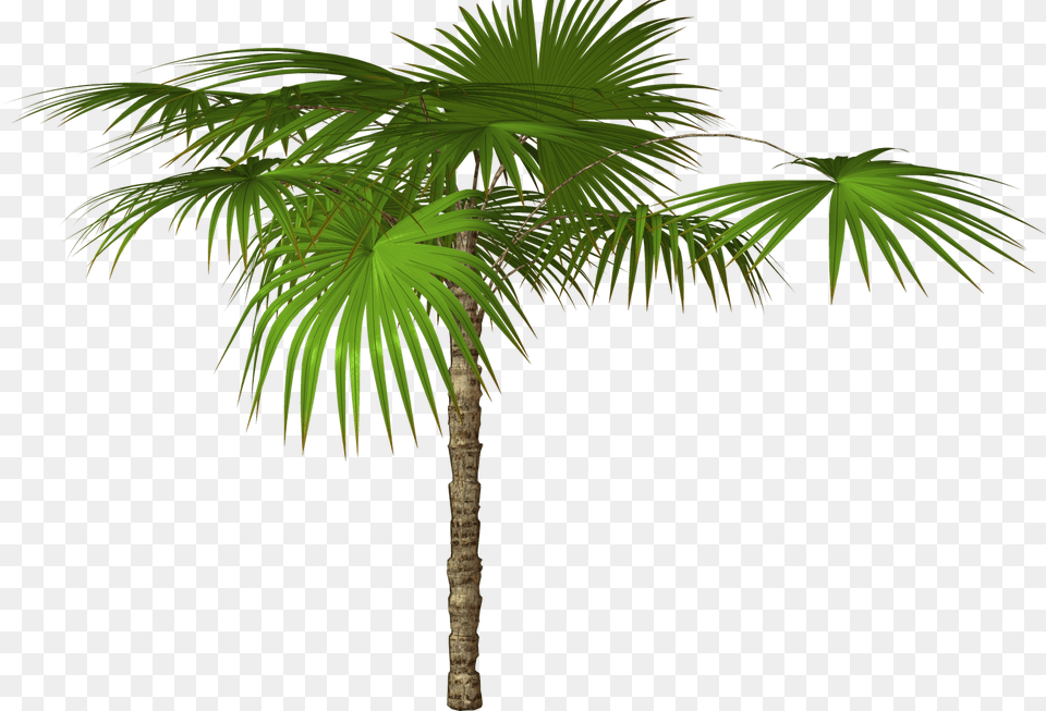 Palm Tree, Leaf, Palm Tree, Plant Png Image