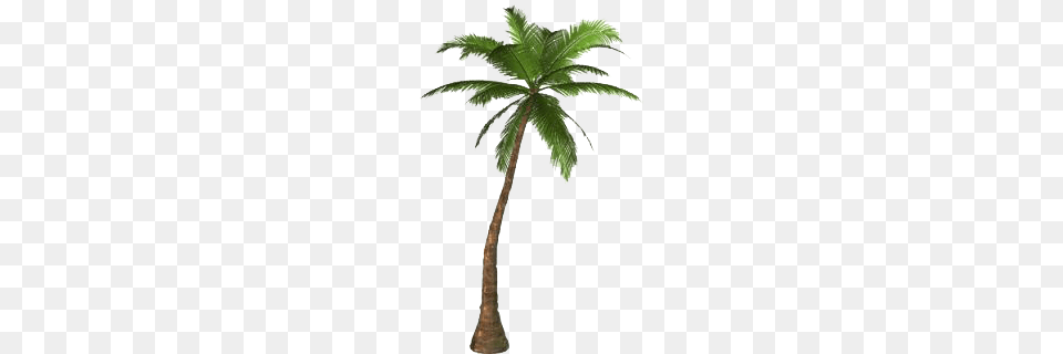 Palm Tree, Palm Tree, Plant Png