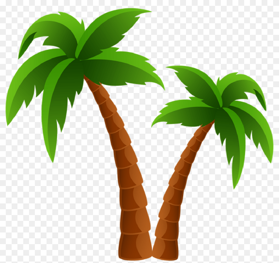 Palm Tree, Palm Tree, Plant Free Png