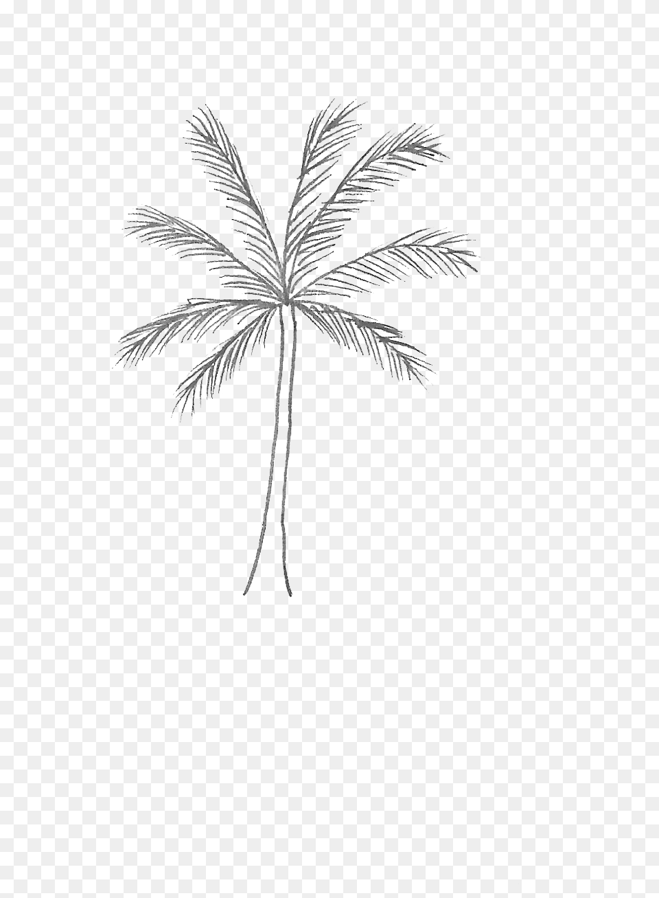 Palm Tree, Art, Palm Tree, Plant, Drawing Free Png