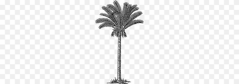 Palm Tree Gray Free Png Download