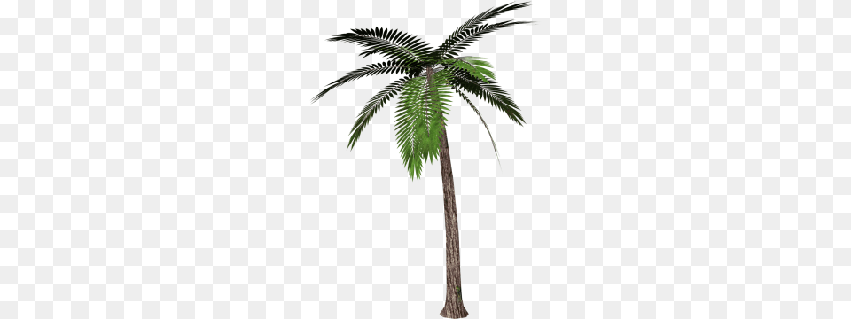 Palm Tree, Palm Tree, Plant, Fern, Leaf Free Transparent Png