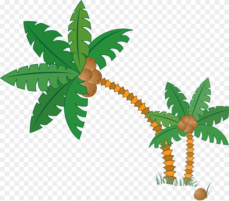 Palm Tree, Plant, Leaf, Vegetation, Fern Free Png