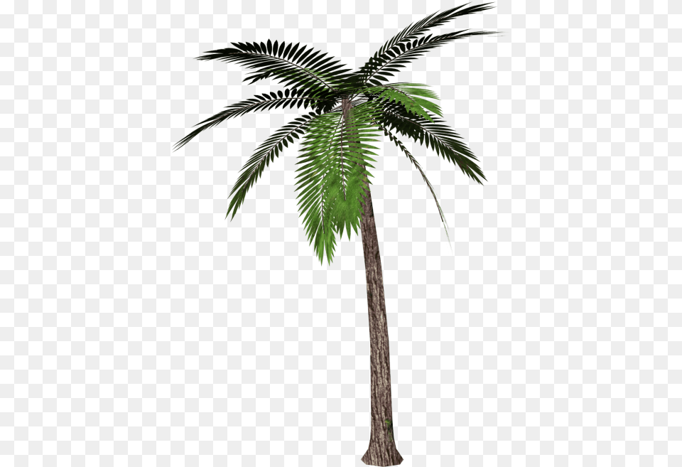 Palm Tree, Palm Tree, Plant, Fern Free Png