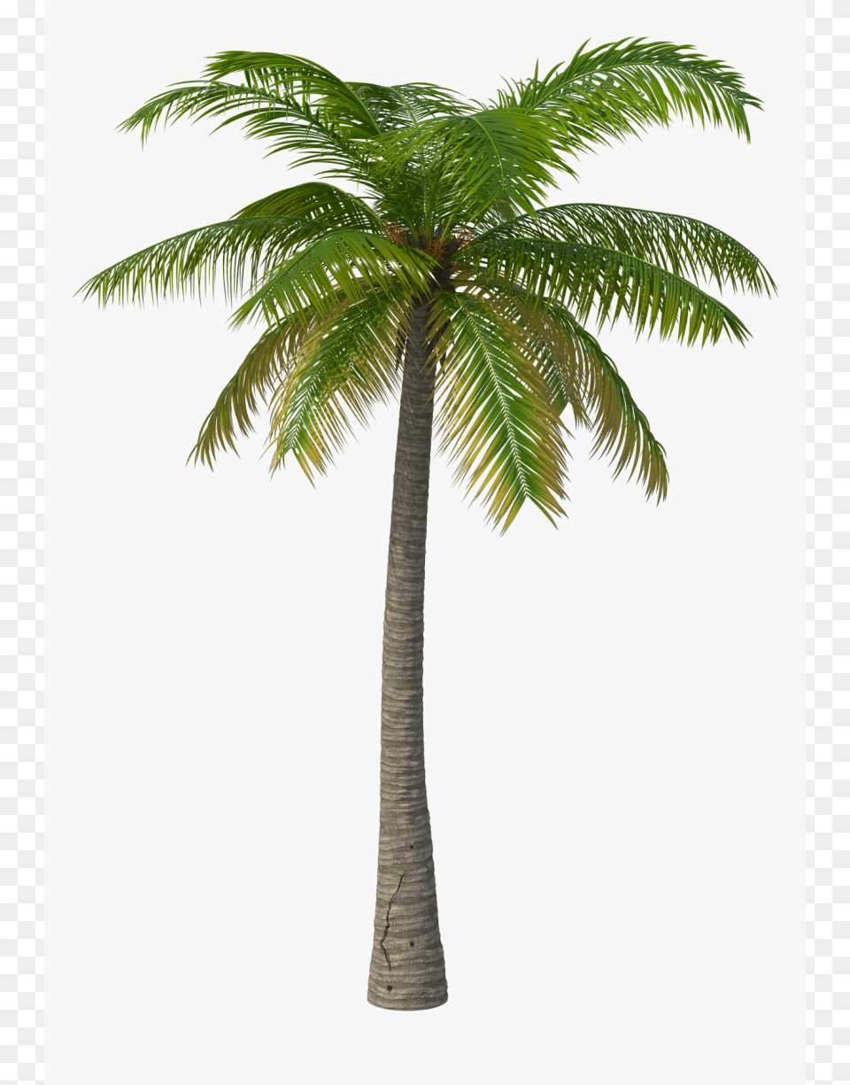 Palm Tree, Palm Tree, Plant Free Png Download