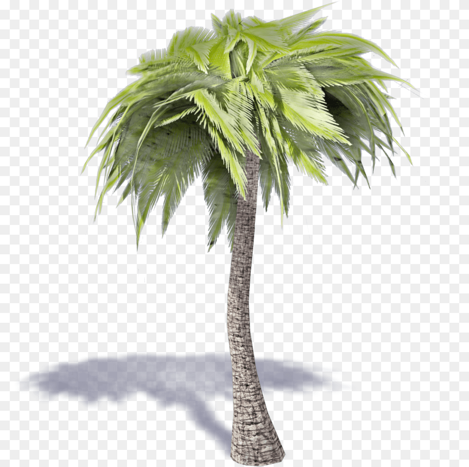 Palm Tree 3d 3d Palm Tree, Leaf, Palm Tree, Plant, Tree Trunk Free Transparent Png