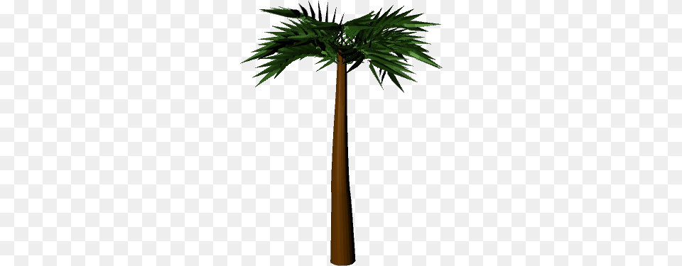 Palm Tree 3d Palm Tree, Palm Tree, Plant Png Image