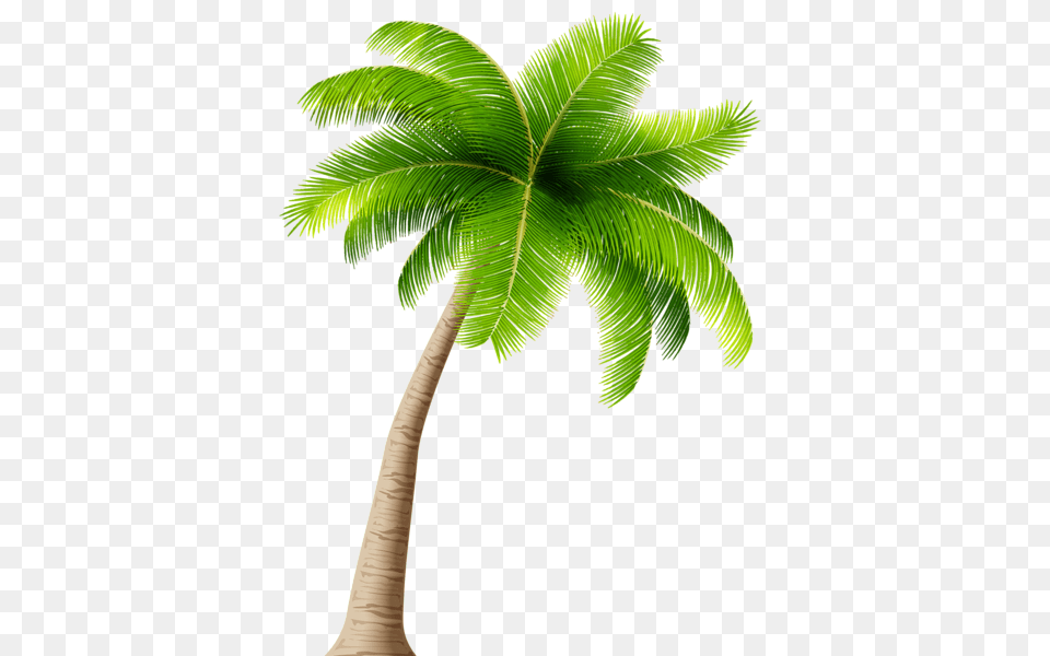 Palm Tree, Leaf, Palm Tree, Plant Png