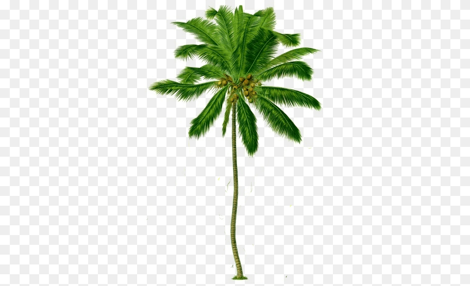 Palm Tree, Palm Tree, Plant, Leaf, Summer Png Image