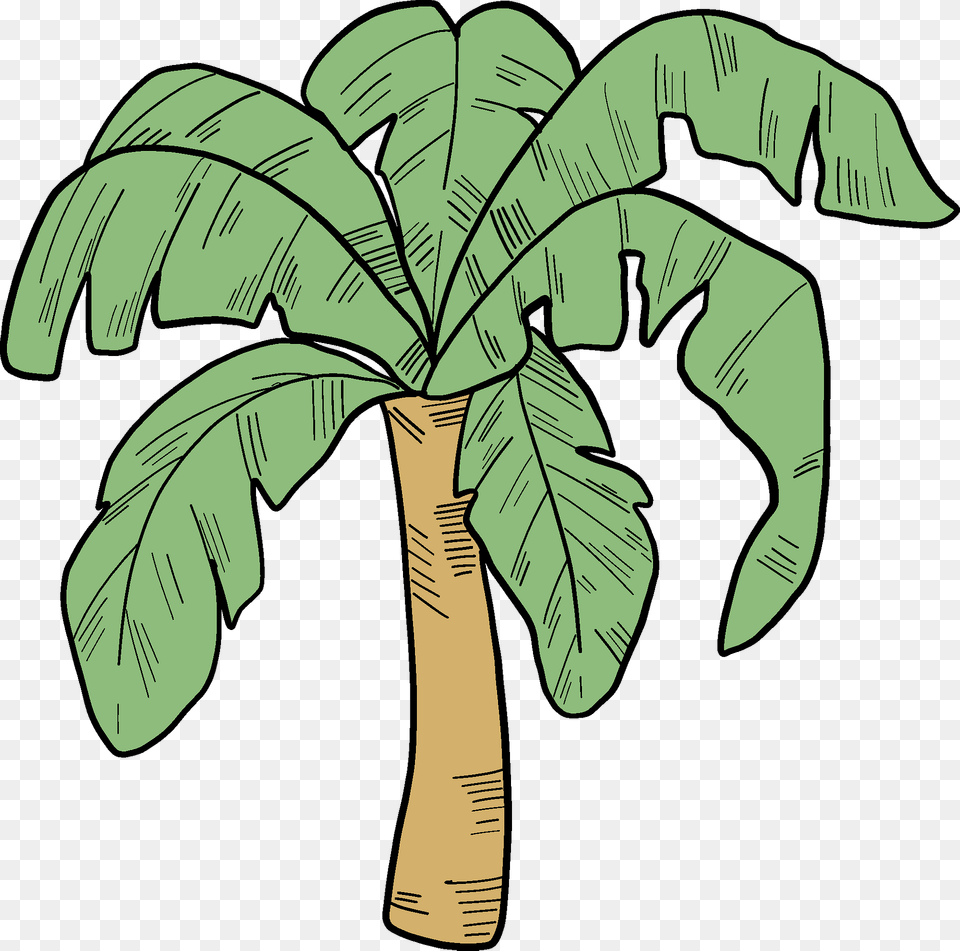 Palm Tree 5 Clipart, Palm Tree, Plant, Vegetation, Leaf Png Image